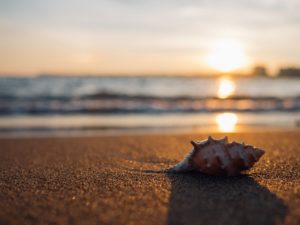 shell-1031290_free-photos